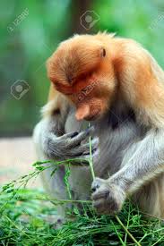 Résultat de recherche d'images pour "nasalis larvatus"