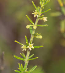 Image result for Nesaea erecta