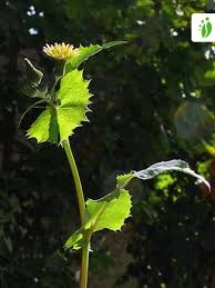 Image result for Sonchus wilmsii