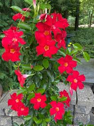 Image result for Mandevilla