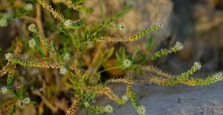 Image result for Coronopus integrifolius