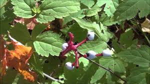 Poison ivy also has leaves clustered in three, but they are glossy with smooth or toothed edges, the fda says. What Does Poison Oak Look Like Part 2 White Berries Youtube
