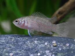 Su música cruza fronteras y es muy popular por otras partes de latinoamerica como venezuela. Dario Dario Badis Scarlet My Fish Aus Freude An Der Aquaristik