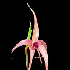 Image result for Bulbophyllum vulcanicum