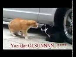 Sevgilisine Kizan Kedi Turkce Altyazili Angry Cat Cat Talk Talking Animals
