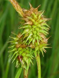 Image result for Carex leptosaccus