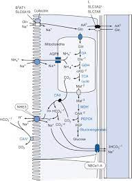 Proximal convoluted tubule (first convoluted tubule) the section of a nephron situated between bowman's capsule and the loop of henle in the vertebrate kidney. Proximal Tubule An Overview Sciencedirect Topics