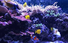 Premium saltwater fish and invertebrates hand caught from the ocean floor to your door. 21 Beginner Aquarium Mistakes And How To Avoid Them Fishkeeping World
