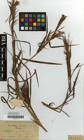 Image result for Hyparrhenia dichroa