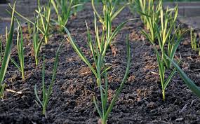 Jul 01, 2021 · planting the garlic. Growing Garlic A Golden Opportunity For Sa Farmers