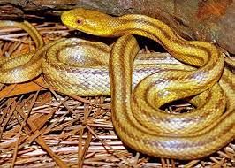 Yellow Rat Snake Care Sheet Reptiles Cove