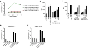 Get over 50 fonts, text formatting, optional watermarks and no adverts! Structural Basis For Potent Neutralization Of Betacoronaviruses By Single Domain Camelid Antibodies Biorxiv