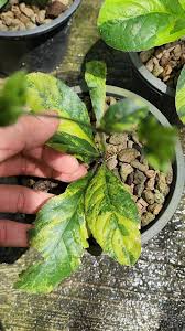 Image result for Elephantopus scaber