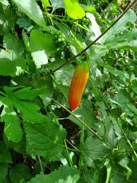 Image result for Coccinia adoensis