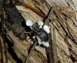 Beauveria brongniartii