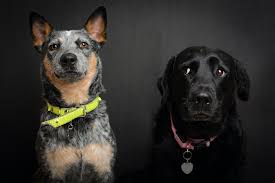 The husky blue heeler mix size, stamina and trainable nature are great for farms and other. Blue Heeler Lab Mix Labraheeler Dog Breed Information All Things Dogs All Things Dogs