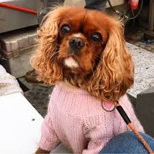 Beautiful Cavalier King Charles Spaniel In Pink Knit Jumpe Cavalier King Charles Dog King Charles Cavalier Spaniel Puppy Cavalier King Charles Spaniel Tricolor