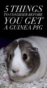 Pin On Furry Friends