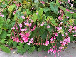 Image result for Rungia grandis