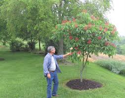 Holmes Garden Tour Millersburg berln killbuck one eighty