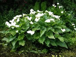 Image result for Zantedeschia aethiopica