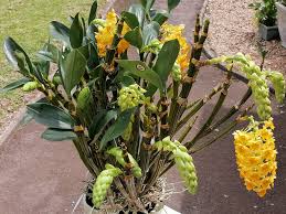 Image result for Dierama densiflorum