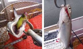 Contohnya di terengganu, pegawai kerajaan diarahkan mendaftar nama untuk mengikuti kursus bahasa jepun yang diadakan di bangunan sekolah (2012). Bagaimana Nak Mengilat Senangin Muara Umpan