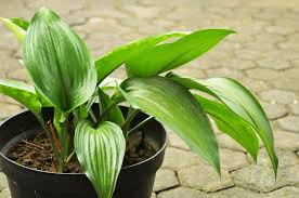 Image result for Kořenokvětka Aspidistra