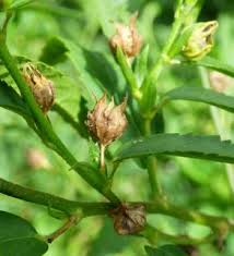 Image result for Sida chrysantha