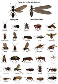Pest Termite Identifier Termite Control Garden Pests Ants