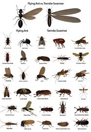 pest termite identifier termite control garden pests ants