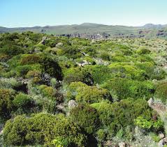 Image result for Styppeiochloa gynoglossa