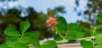 Image result for Indigofera spicata