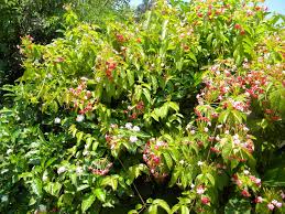 Image result for Combretum indicum
