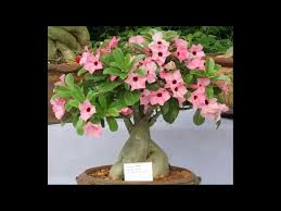 Image result for Adenium boehmianum