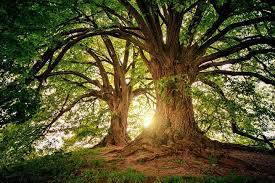 Natural 364 photos · curated by michael hanna. 700 000 Best Nature Pictures Images In Hd