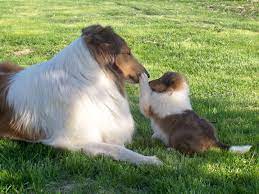 Hickory Creeks Collies Collie Puppies For Sale Rough Collie Collie Puppies