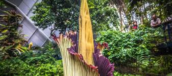 Corpse Flower On Show Adelaide Botanic Garden From 11 Oct 2018 What S On For Adelaide Families Kidswhat S On For Adelaide Families Kids