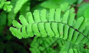 Image result for Adiantum