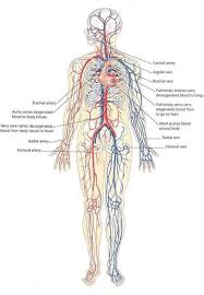 Click on the tags below to. Printiable Mape Of Arteries And Viens Principal Veins Human Anatomy This Stock Medical Illustration Shows The Arteries Veins And Nerves Of The Arm From An Anterior Front View Foodbloggermania It
