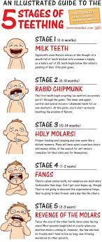 The 5 Stages Of Teething An Illustrated Guide Baby Development Baby Teeth Baby Love
