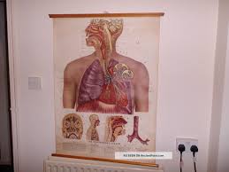 Vintage Pull Down Medical School Chart Of Respiratory System