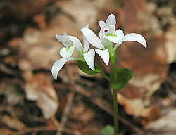 Image result for Triceratorhynchus