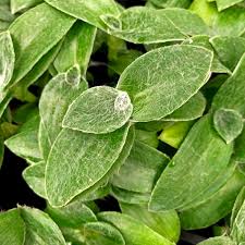 Image result for Tradescantia sillamontana