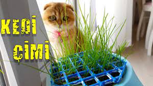 kedim cime bayildi kedi cimi youtube