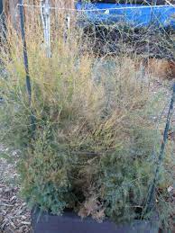Add 2″ of compost to the trench. Pruning Asparagus