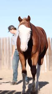 Wyatt Deary and his yearling colt sired by Americasnexttopgun “MAVERICK”,  out of the incredible dam Starlights Sugarwhiz. This colt was raised by  Booth Ranches and now owned by Wyatt Deary, purchased ...