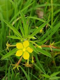 Image result for Ludwigia leptocarpa