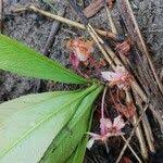 Image result for Brackenridgea