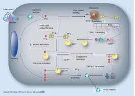 Noroviruses are a group of viruses that cause acute gastroenteritis, also known as stomach flu. Progress Towards The Prevention And Treatment Of Norovirus Infections Future Microbiology